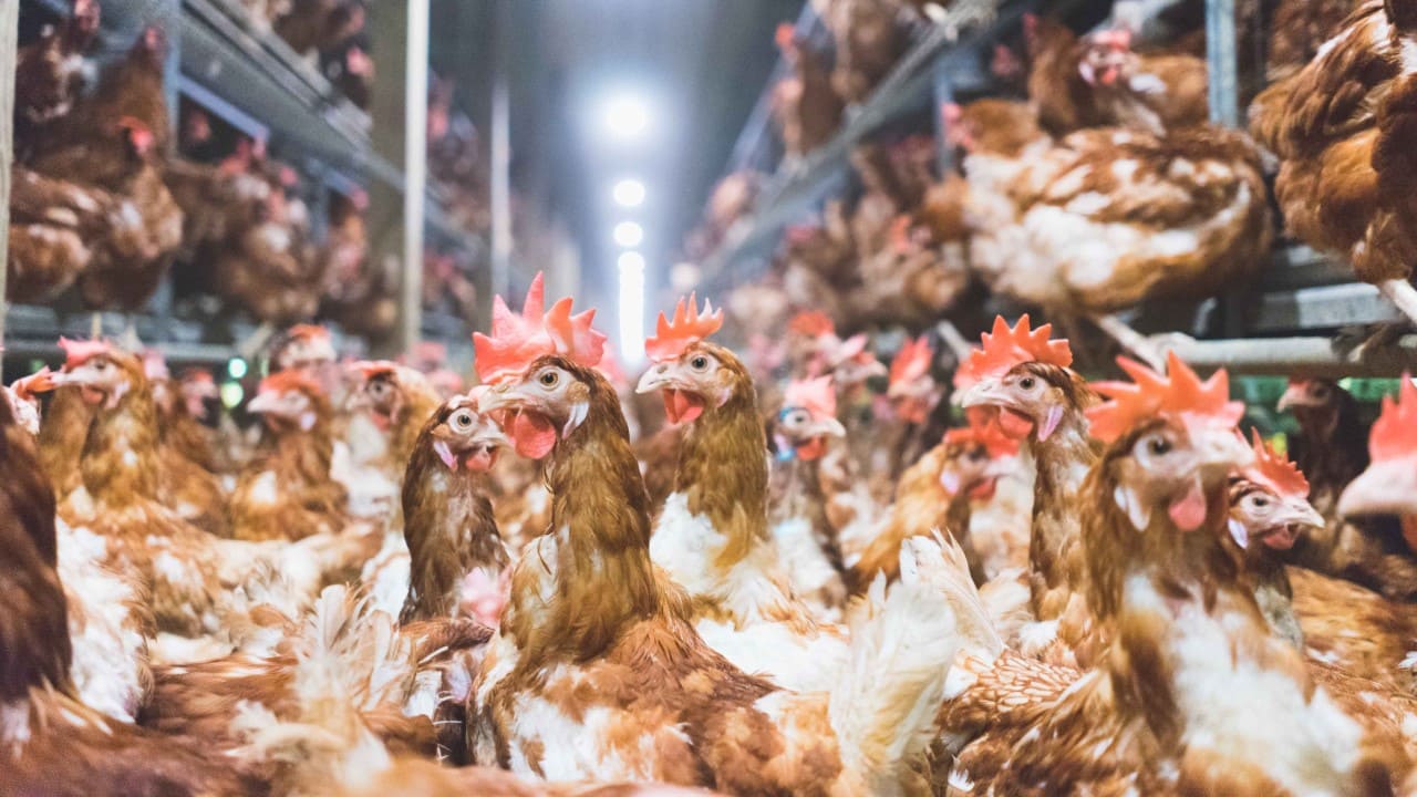 Moving Towards Future Farming: AI Transforms Pou - Advantech