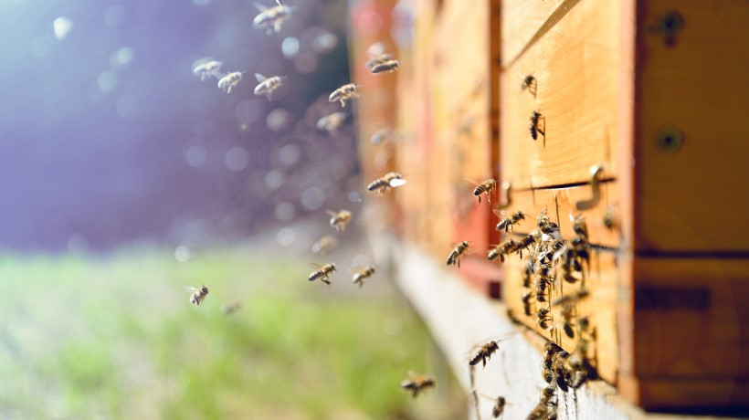 DC Honeybees: Making Swarm Lure At Home, An Experiment - VIDEO